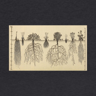 Plants and Flowers